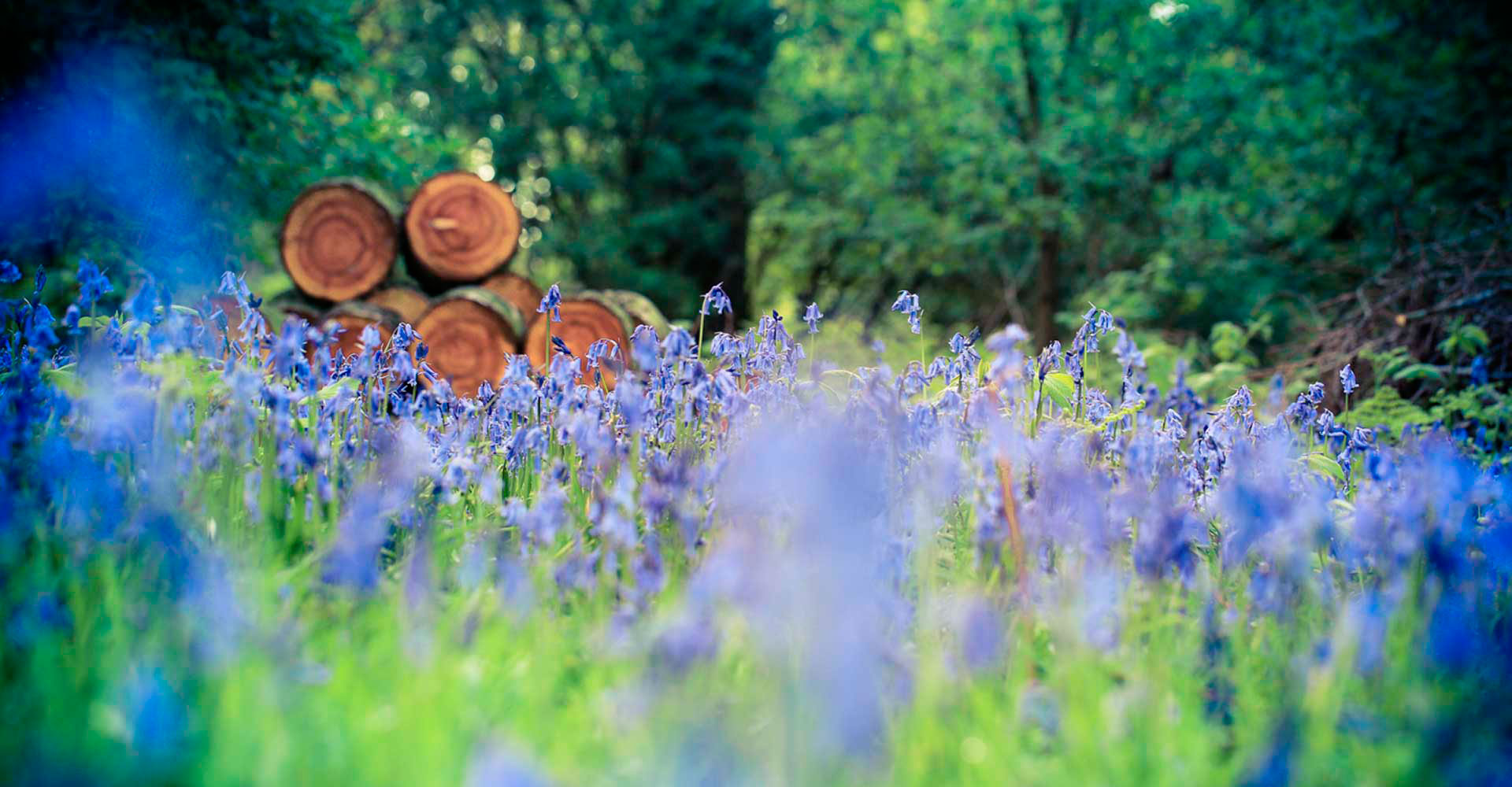 Glamping in the Surrey Hills