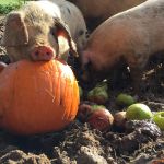 pig-eating-a-pumpkin