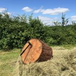 axe-ina-wooden-tree-stump